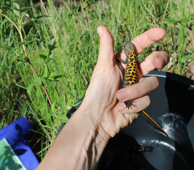 Naturschutzfachliche Untersuchungen für Errichtung und Betrieb eines Hochwasserrückhaltebeckens an der Bobritzsch, Kammmolch Weibchen in der Hand