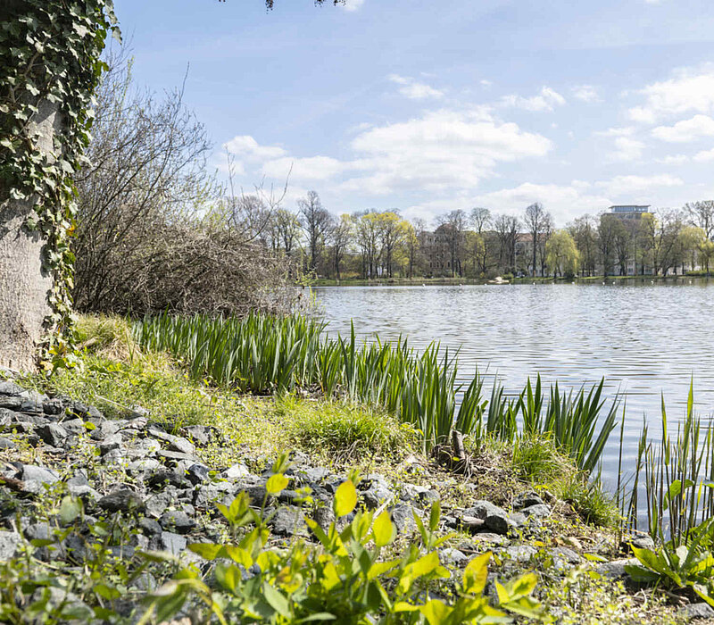 Schlossteich Chemnitz, naturnahes Ufer mit Bewuchs und Steinen
