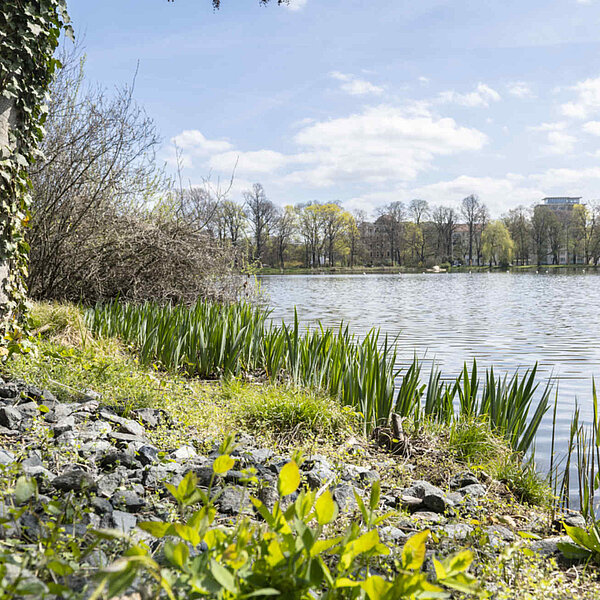 Schlossteich Chemnitz, naturnahes Ufer mit Bewuchs und Steinen