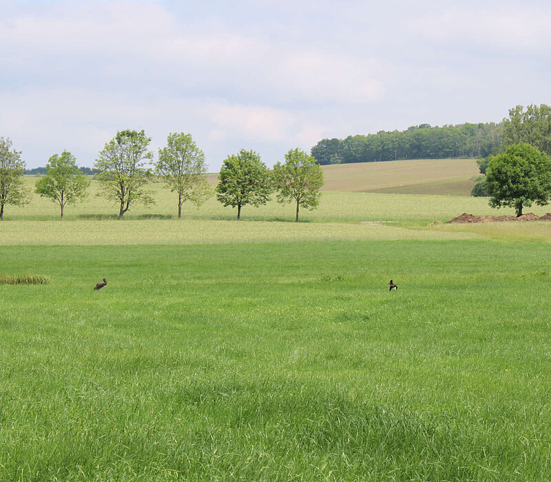 Naturschutzfachliche Untersuchungen für Errichtung und Betrieb eines Hochwasserrückhaltebeckens an der Bobritzsch, Schwarzstörche auf Wiese