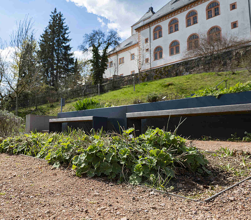 Erstanlage des Kurfürstin-Anna-Gartens - Augustusburg - Bodendecker