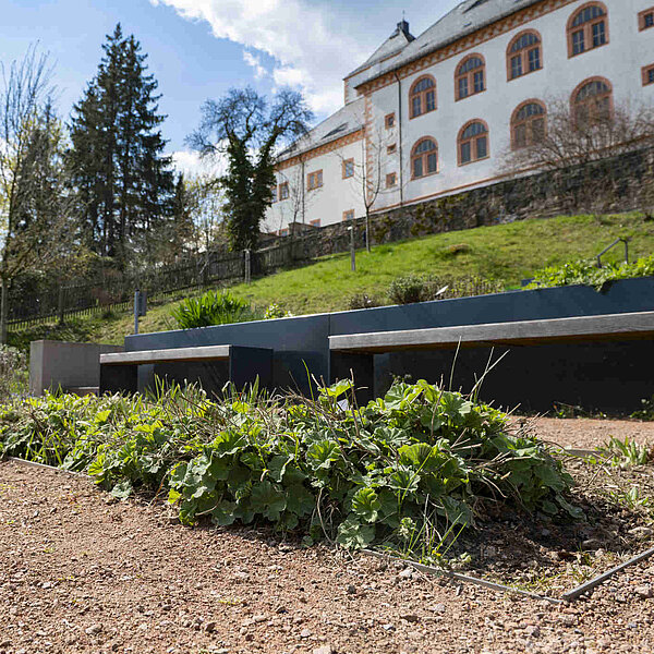 Erstanlage des Kurfürstin-Anna-Gartens - Augustusburg - Bodendecker