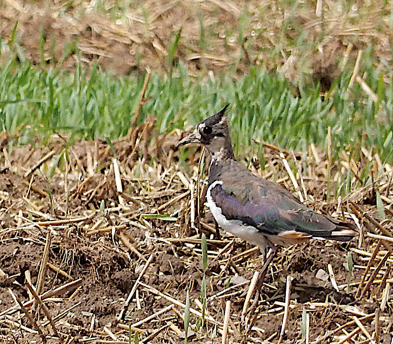 UBB Glauchau S299, Kiebitz Vanellus vanellus