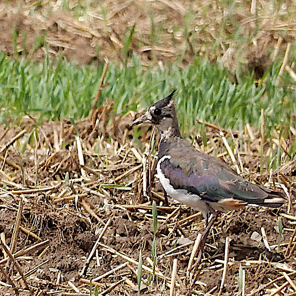 UBB Glauchau S299, Kiebitz Vanellus vanellus