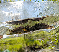 Naturschutzfachliche Untersuchungen für Errichtung und Betrieb eines Hochwasserrückhaltebeckens an der Bobritzsch, Kammmolch Männchen in einer Flasche