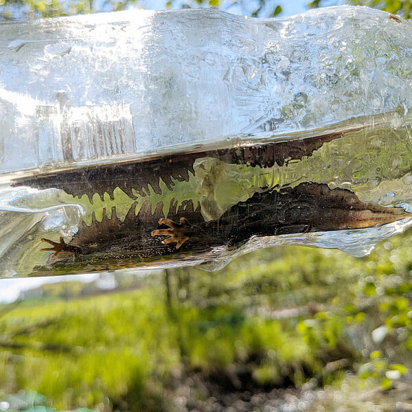 Naturschutzfachliche Untersuchungen für Errichtung und Betrieb eines Hochwasserrückhaltebeckens an der Bobritzsch, Kammmolch Männchen in einer Flasche