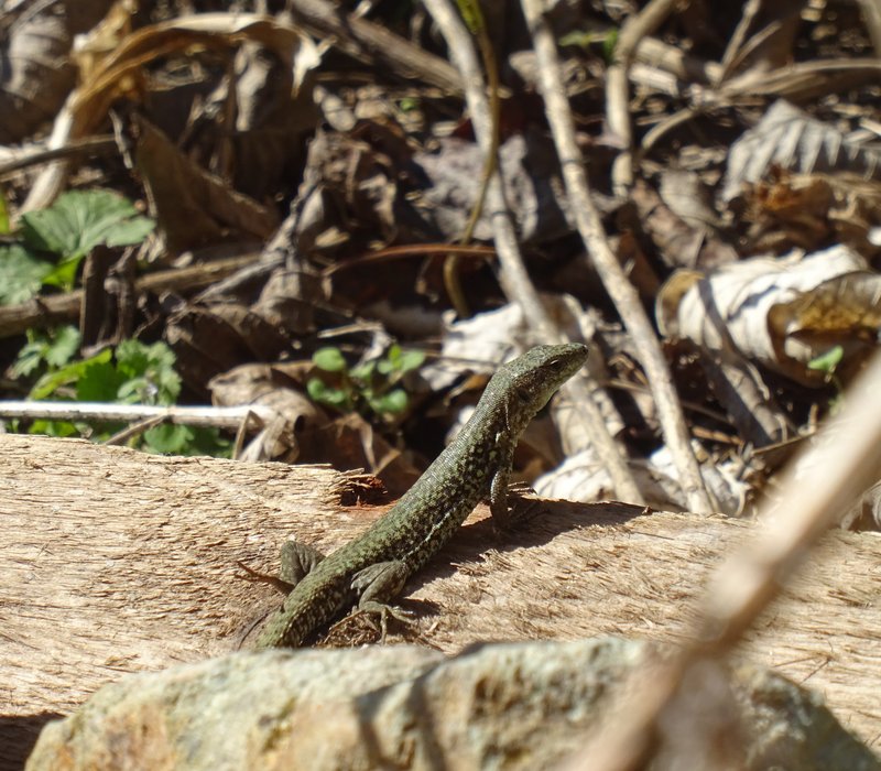 Eine Mauereidechse auf einem Holz in Sachsenburg