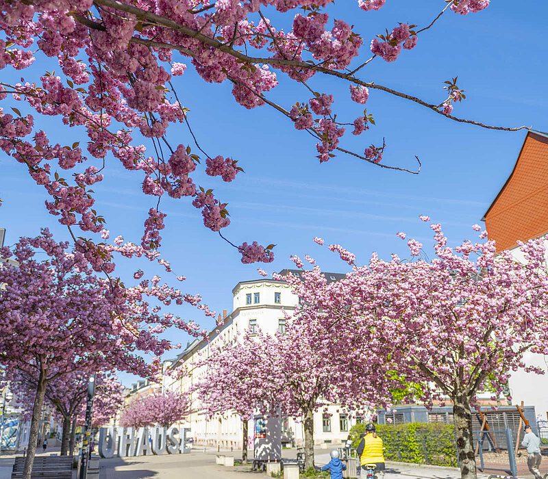 auf dem Brühl in Chemnitz Zuhause