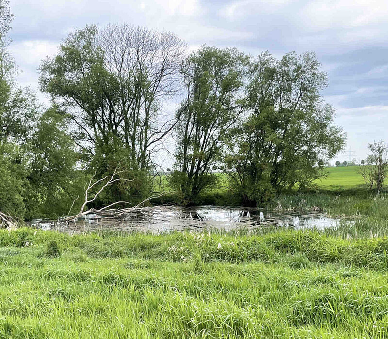 Artenschutzfachliche Kartierungen am Umspannwerk Freiberg Nord, Oberschöna, Teich