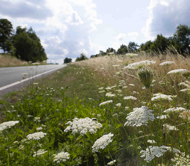 LAP an der Frankenberger Straße, mit Achillea millefolium