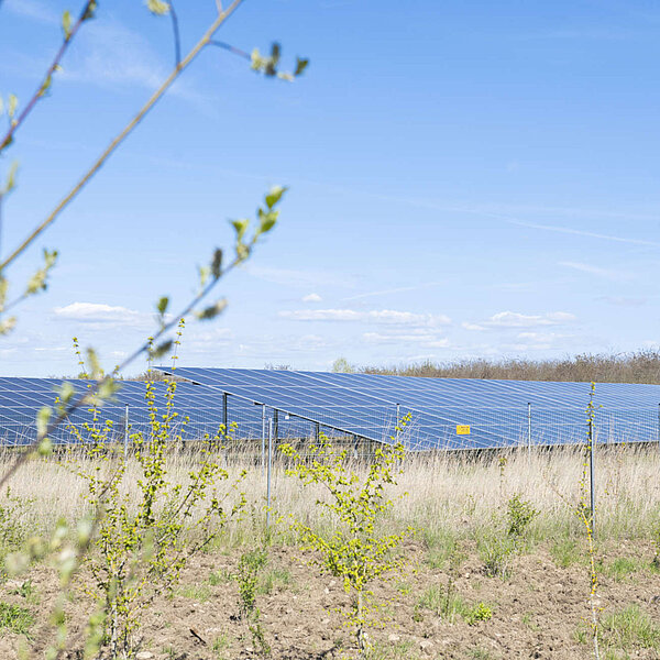 Photovoltaik-Anlage IAA Böhlen, Landkreis Leipzig, Ausgleichspflanzung vor PV-Feldern