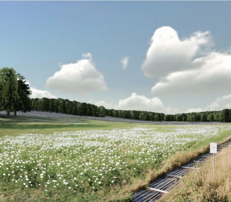 Freiflächen-Photovoltaikanlage Zethau Mulda/Sa. - Wiese mit weißen Blumen