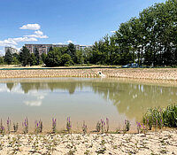 Teich mit junger Uferbepflanzung