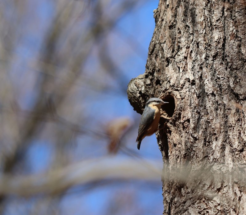 Ein Kleiber sitzt an einem Baumloch im Küchwald Chemnitz