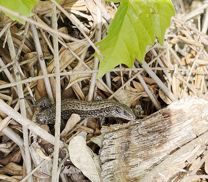 Artenschutzfachliche Kartierungen am Umspannwerk Freiberg Nord, Oberschöna, Waldeidechse