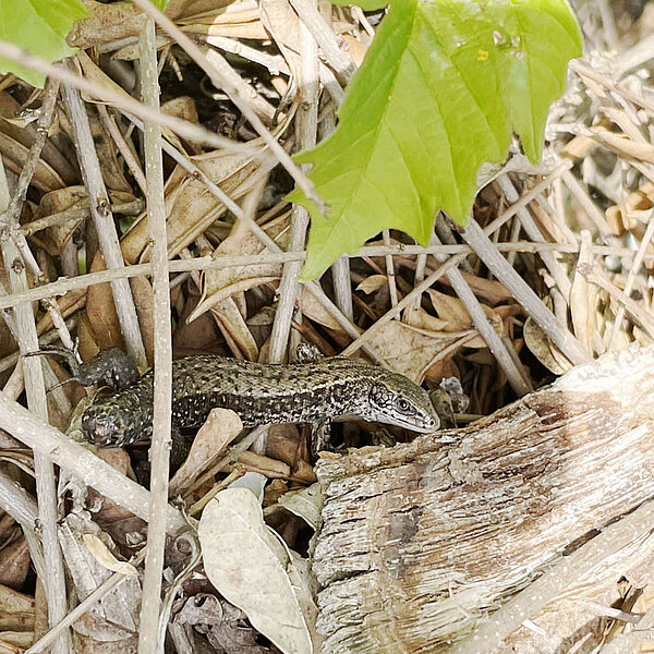 Artenschutzfachliche Kartierungen am Umspannwerk Freiberg Nord, Oberschöna, Waldeidechse