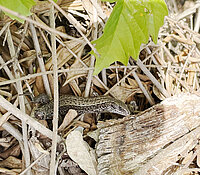 Artenschutzfachliche Kartierungen am Umspannwerk Freiberg Nord, Oberschöna, Waldeidechse