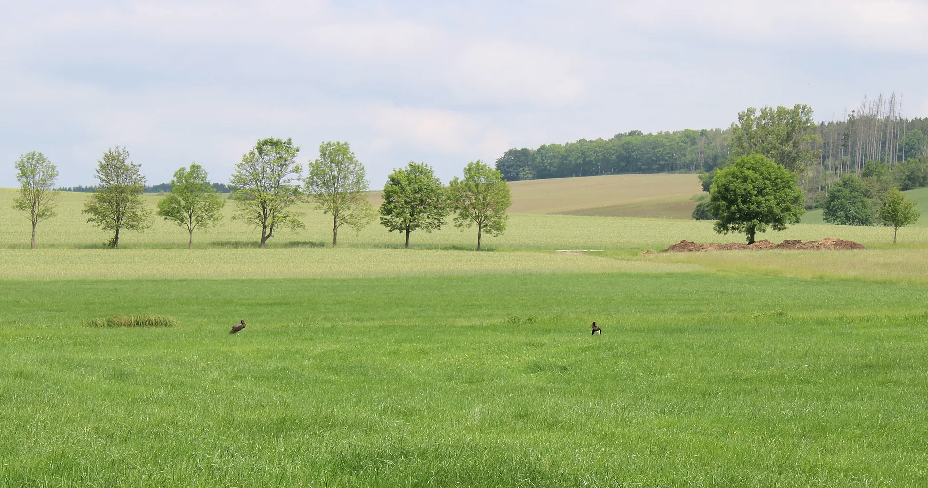 Zwei Schwarzstörche in einer Wiese