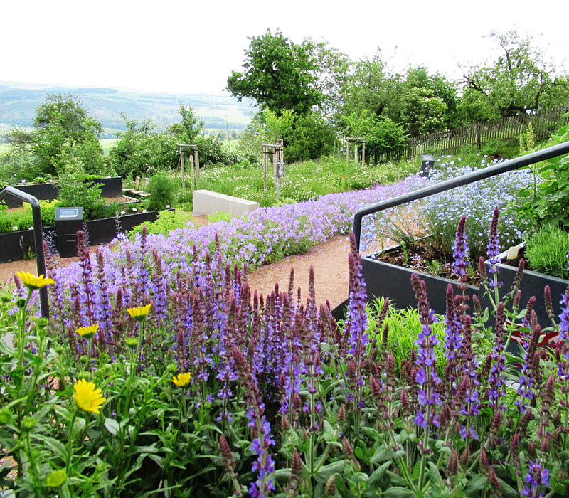 Erstanlage des Kurfürstin-Anna-Gartens - Augustusburg - Blumen