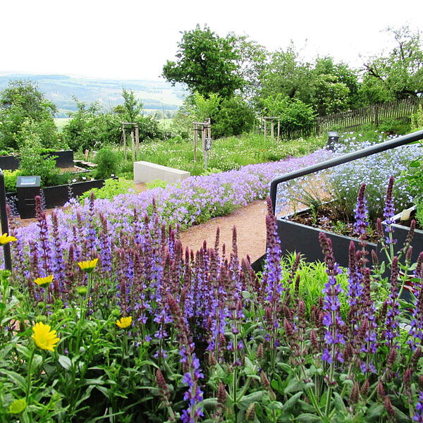 Erstanlage des Kurfürstin-Anna-Gartens - Augustusburg - Blumen