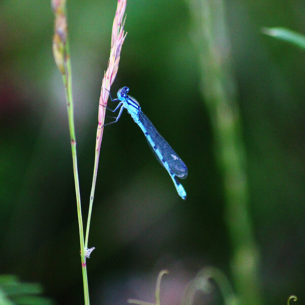 Libelle Azurjungfer auf einem Grashalm