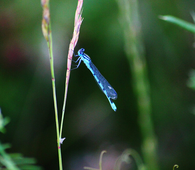 Libelle Azurjungfer auf einem Grashalm