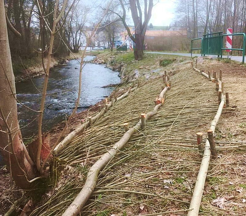 Hochwasserschadensbeseitigung: Rückbau der Wehranlage Wiesenmühle, Thalheim Erzgebirge, Uferbepflanzung mit Weiden-Faschinen