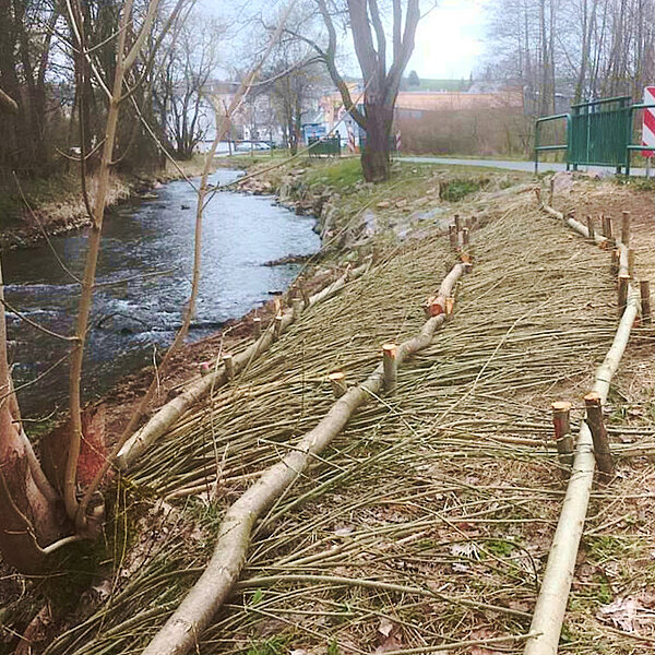 Hochwasserschadensbeseitigung: Rückbau der Wehranlage Wiesenmühle, Thalheim Erzgebirge, Uferbepflanzung mit Weiden-Faschinen