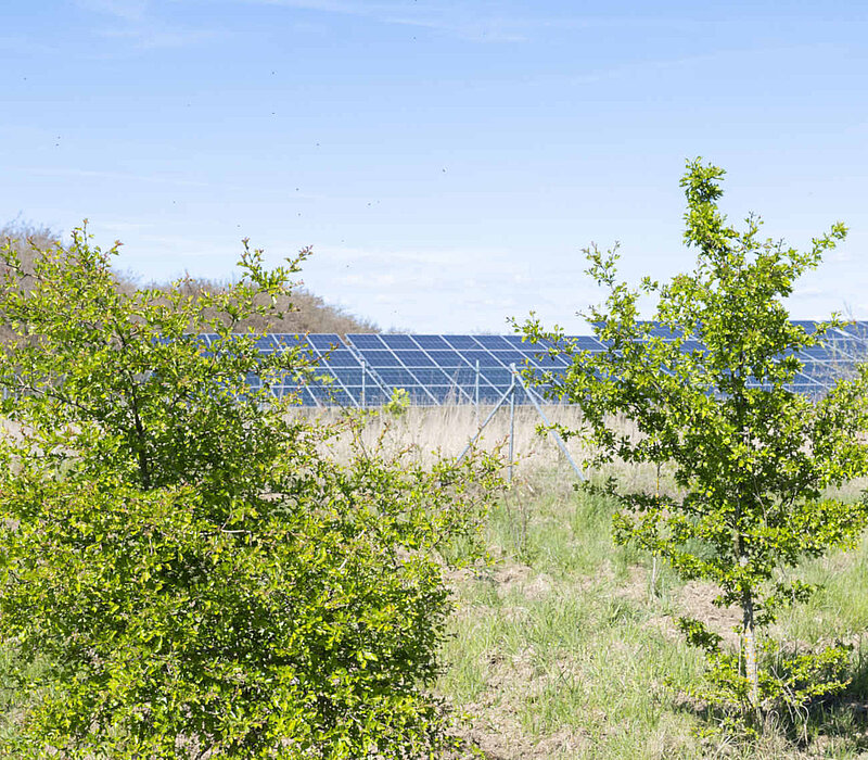 Photovoltaik-Anlage IAA Böhlen, Landkreis Leipzig, Gehölze vor PV-Feldern