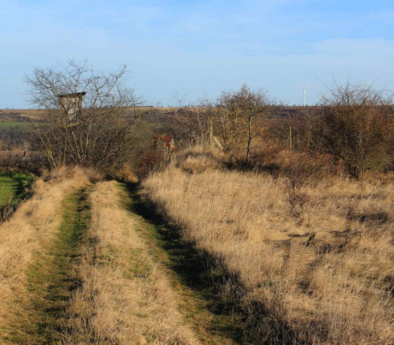 FFH-Vorprüfung in Seeburg - Naturbelassener Weg in einem Feld