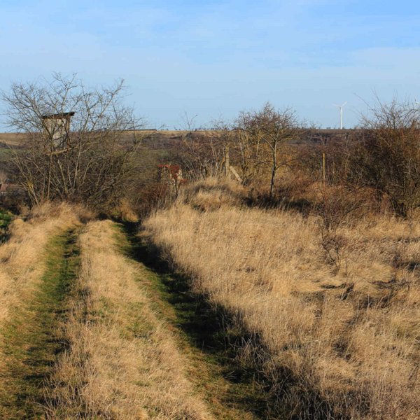 FFH-Vorprüfung in Seeburg - Naturbelassener Weg in einem Feld