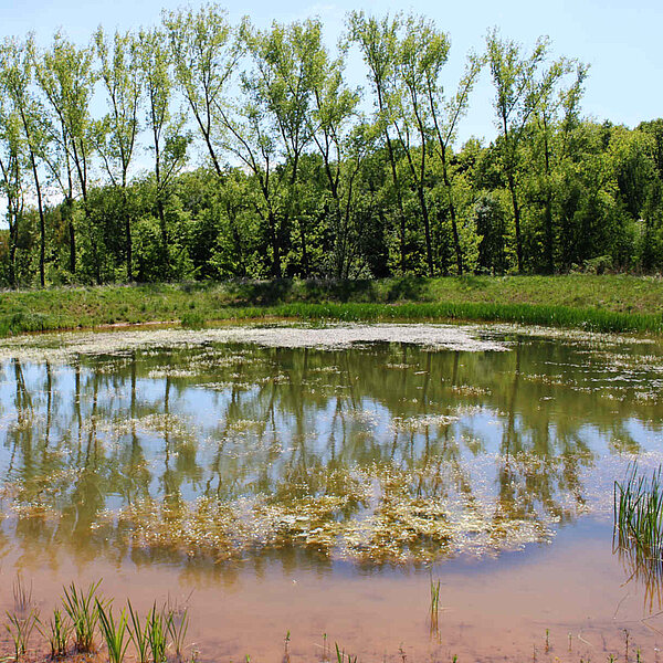 Teich vor eine Baumreihe