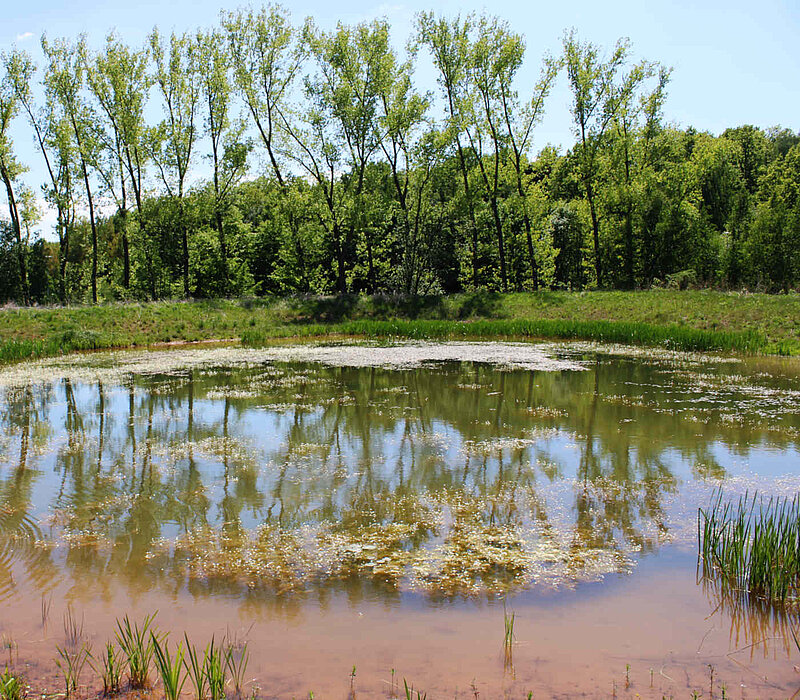 Teich vor eine Baumreihe