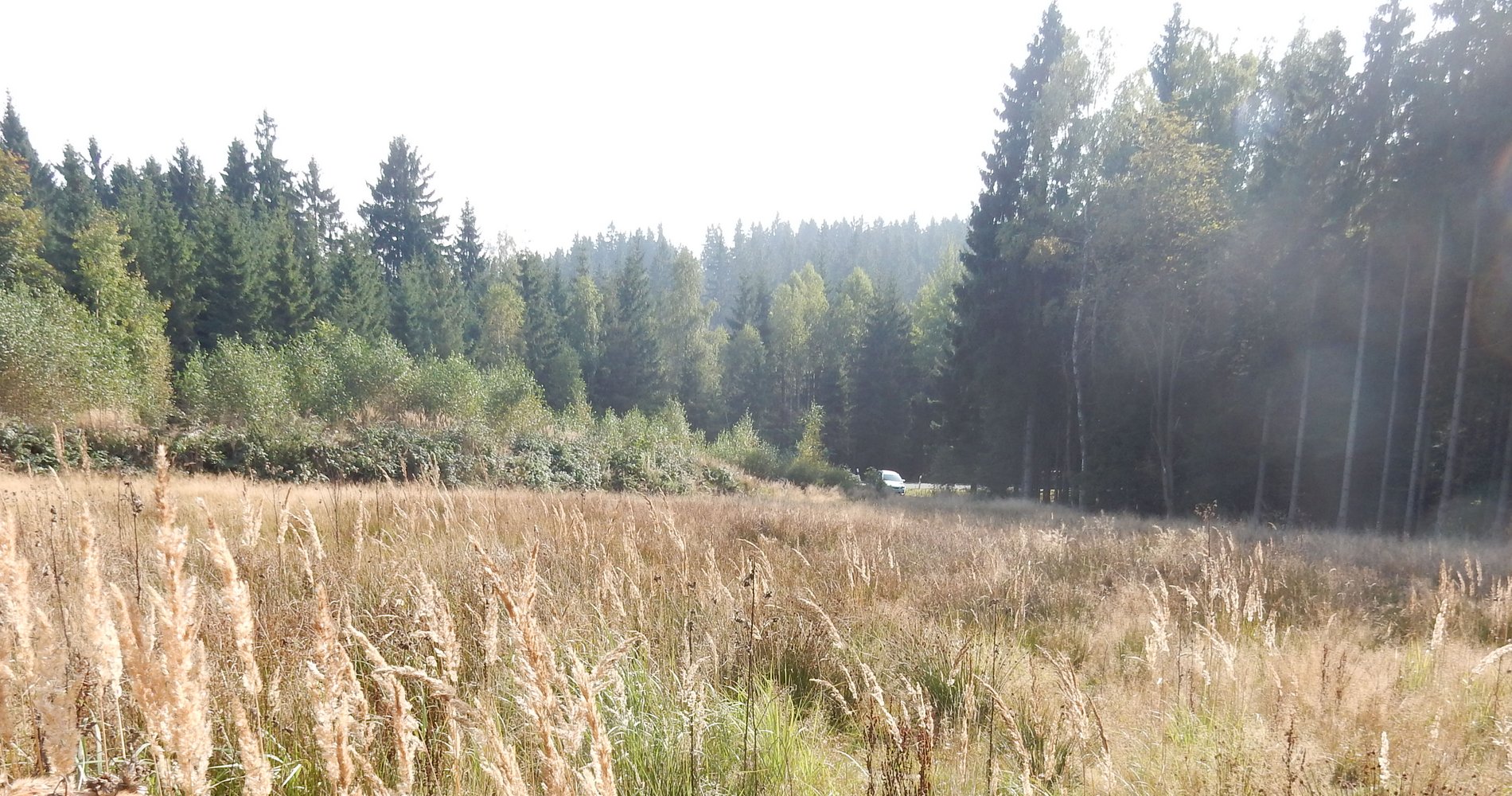 Ein Feld was an einen Wald grenzt