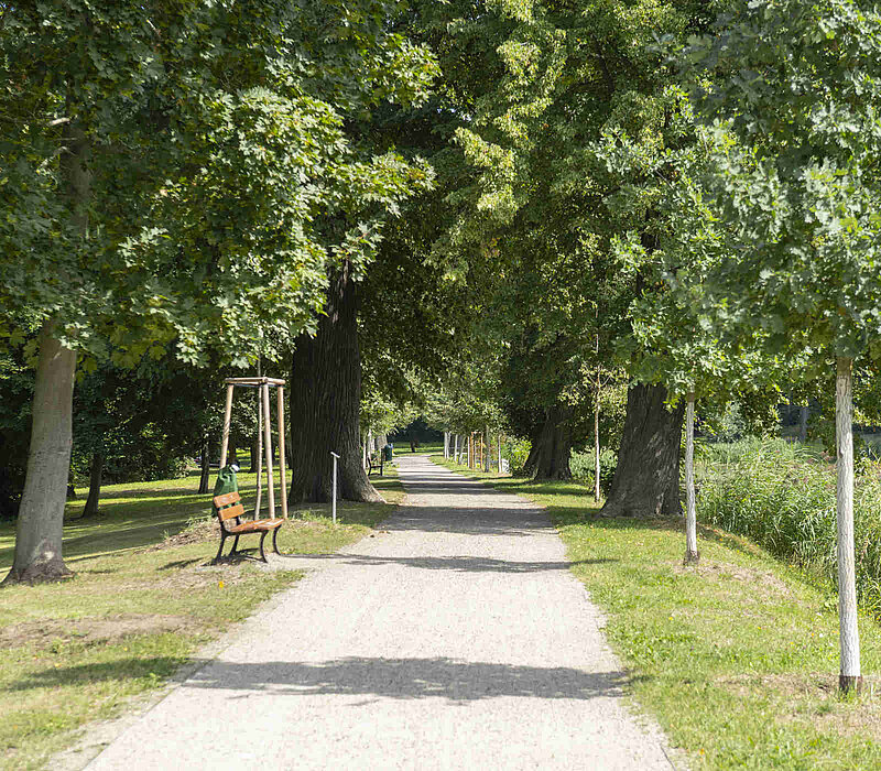 Gründelallee Schloss Glauchau, Parkweg mit Altbaumbestand und Neupflanzung