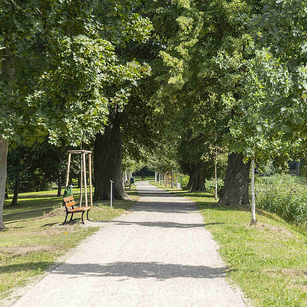 Gründelallee Schloss Glauchau, Parkweg mit Altbaumbestand und Neupflanzung