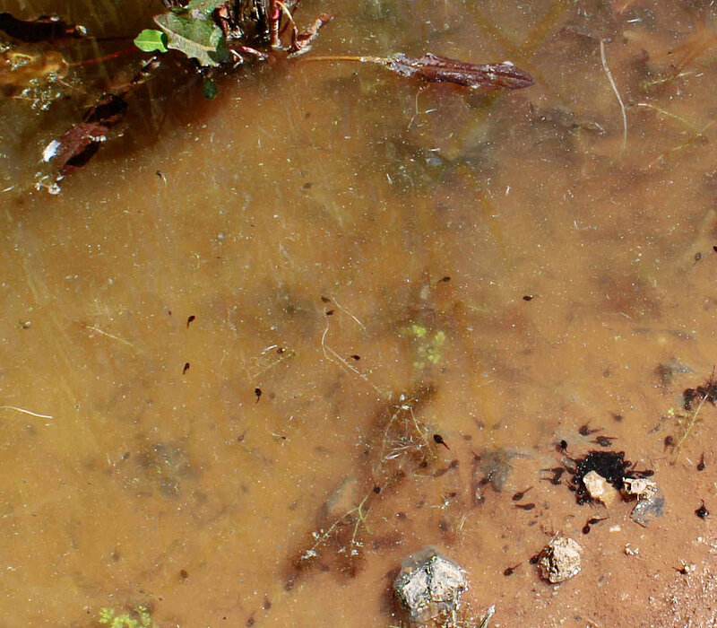 Kaulquappen in flachem Wasser